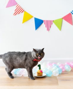 "Mom and Pop" businesses in the Pet Care Industry: birthday cat