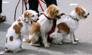 Three terriers on leashes