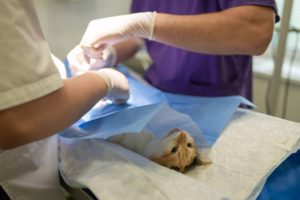 A cat in surgery