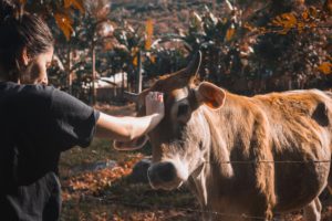 A woman examining a cow