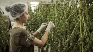 woman in gloves in cannabis facilities